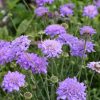Scabiosa Flutter Deep Blue #1 - Image 2